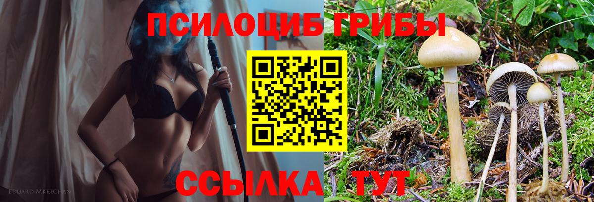 Волжск  сколько стоит  Вход с VPN  Псилоцибиновые грибы прущие грибы 